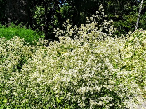 PIEPRZYCA SZEROKOLISTNA (Lepidium latifolium)