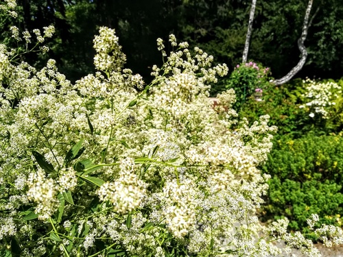 PIEPRZYCA SZEROKOLISTNA (Lepidium latifolium)