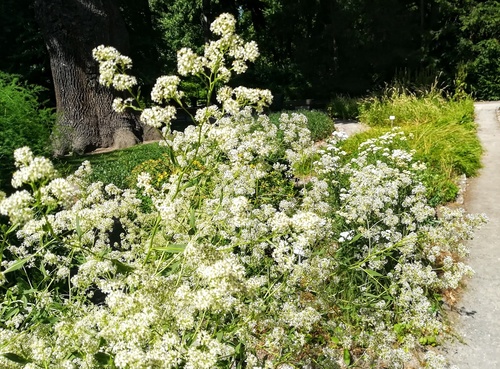 PIEPRZYCA SZEROKOLISTNA (Lepidium latifolium)