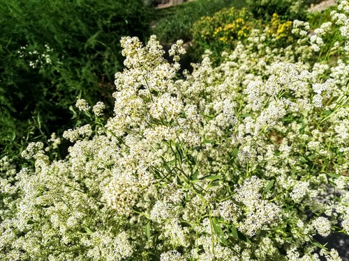 PIEPRZYCA SZEROKOLISTNA (Lepidium latifolium)