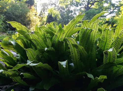 Języcznik zwyczajny (Phyllitis scolopendrium) - długowieczna zimozielona paproć