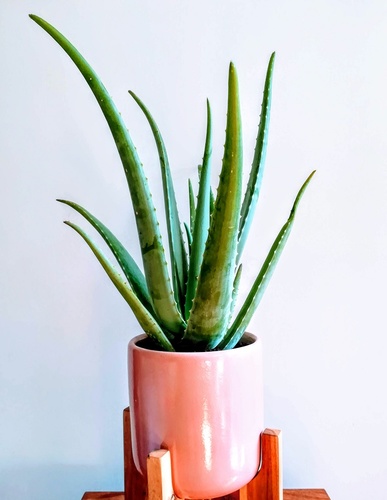 aloes zwyczajny aloe vera