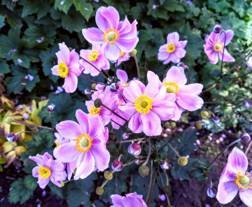 Zawilec mieszańcowy, ogrodowy (Anemone x hybrida)  - ozdoba letniego i późnojesiennego ogrodu