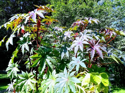 Rącznik pospolity(  Ricinus communis)