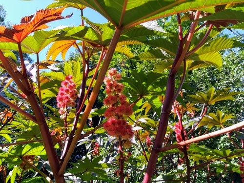 Rącznik pospolity(  Ricinus communis)