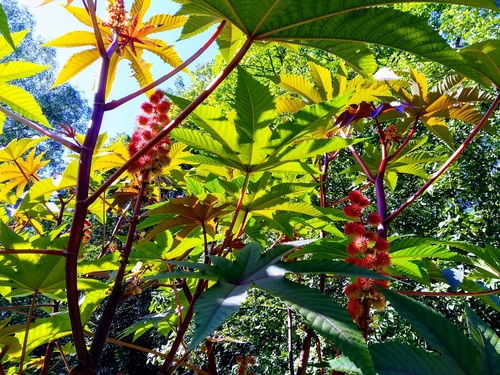 Rącznik pospolity(  Ricinus communis)