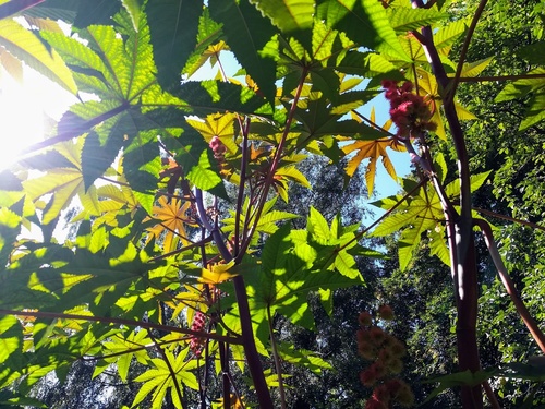 Rącznik pospolity(  Ricinus communis)