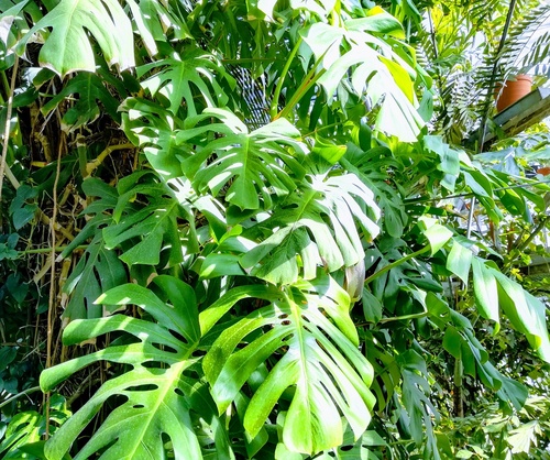 Egzotyczne rośliny, które można uprawiać w domu lub ogrodzie