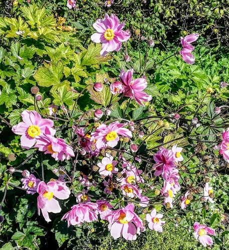 Zawilec mieszańcowy, ogrodowy (Anemone x hybrida)  - ozdoba letniego i późnojesiennego ogrodu