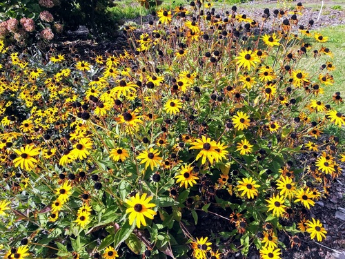 byliny łatwe w uprawie/ rudbekia