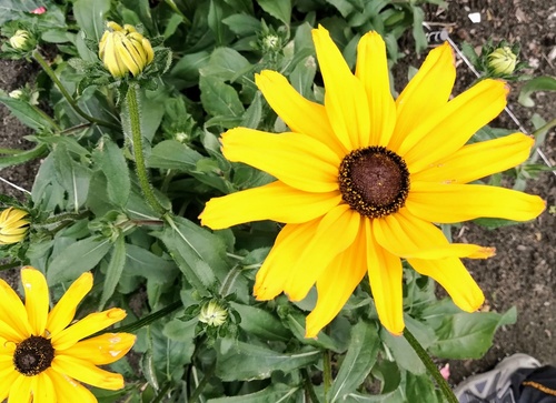 byliny łatwe w uprawie/ rudbekia