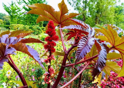 Rącznik pospolity(  Ricinus communis) - roślina silnie trująca