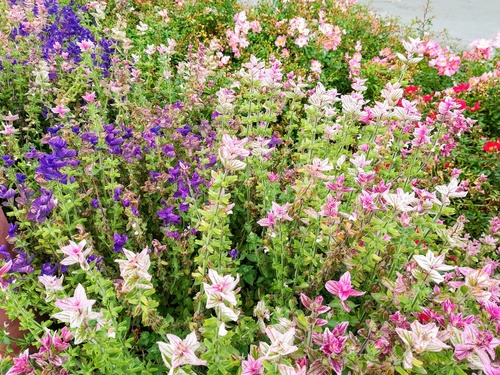 szałwia lekarska (Salvia officinalis) tricolor