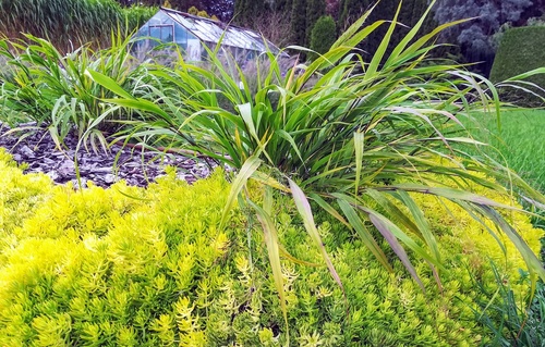 Hakonechloa smukła (Hakonechloa macra) jedna z najpiękniejszych traw ozdobnych.