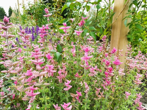 szałwia lekarska (Salvia officinalis) tricolor