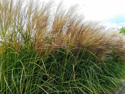 Miskant chiński (Miscanthus sinesis) odmiana "George" - jedna z najpiękniejszych traw ozdobnych