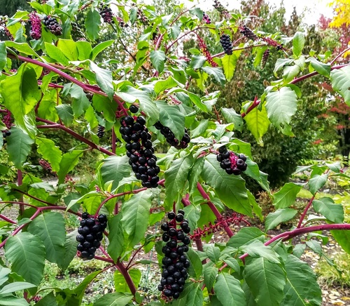 Szkarłatka amerykańska (Phytolacca americana) – bylina o dekoracyjnych i trujących owocach 