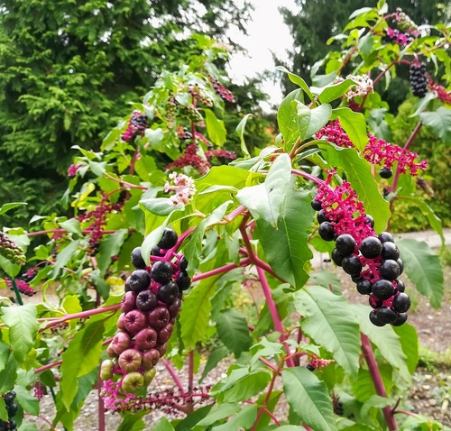 Szkarłatka amerykańska (Phytolacca americana) – bylina o dekoracyjnych i trujących owocach 