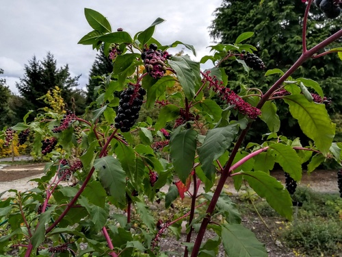 Szkarłatka amerykańska (Phytolacca americana) – bylina o dekoracyjnych i trujących owocach 