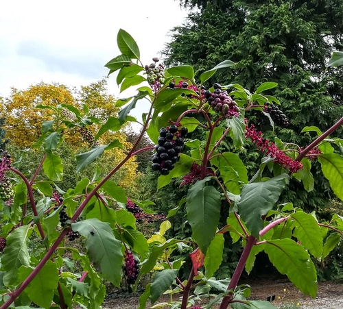 Szkarłatka amerykańska (Phytolacca americana) – bylina o dekoracyjnych i trujących owocach 