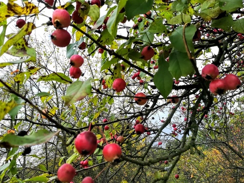 ozdobne drzewo owocowe rajska jabłoń (malus)
