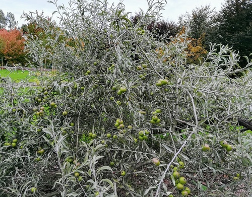 Grusza wierzbolistna „Pendula” (Pyrus salicifolia) – malownicze drzewko z małymi zielonymi gruszkami 