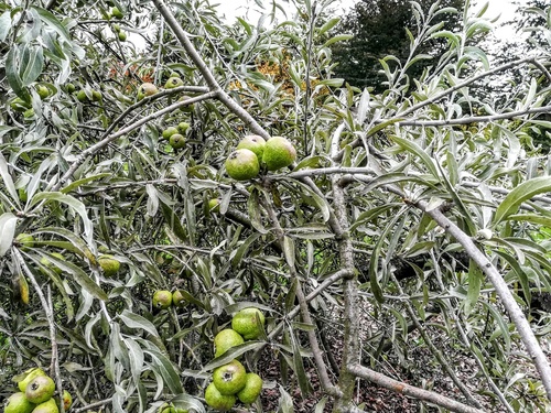 Grusza wierzbolistna „Pendula” (Pyrus salicifolia) – malownicze drzewko z małymi zielonymi gruszkami 