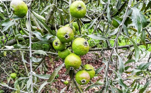 Grusza wierzbolistna „Pendula” (Pyrus salicifolia) – malownicze drzewko z małymi zielonymi gruszkami 