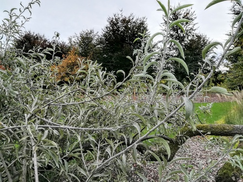 Grusza wierzbolistna „Pendula” (Pyrus salicifolia) – malownicze drzewko z małymi zielonymi gruszkami 