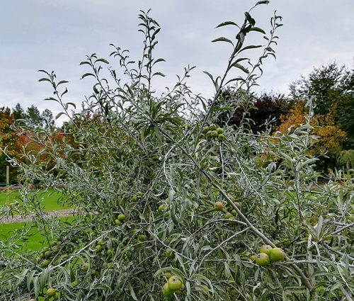 Grusza wierzbolistna „Pendula” (Pyrus salicifolia) – malownicze drzewko z małymi zielonymi gruszkami 