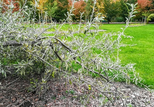 Grusza wierzbolistna „Pendula” (Pyrus salicifolia) – malownicze drzewko z małymi zielonymi gruszkami 