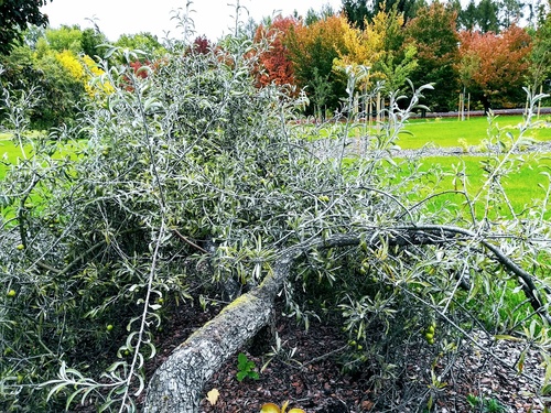 Grusza wierzbolistna „Pendula” (Pyrus salicifolia) – malownicze drzewko z małymi zielonymi gruszkami 