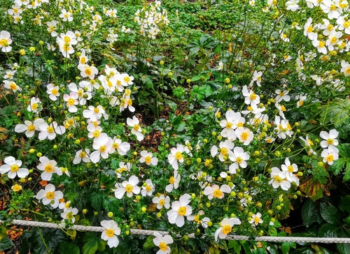 Zawilec mieszańcowy, ogrodowy (Anemone x hybrida)  - ozdoba letniego i późnojesiennego ogrodu