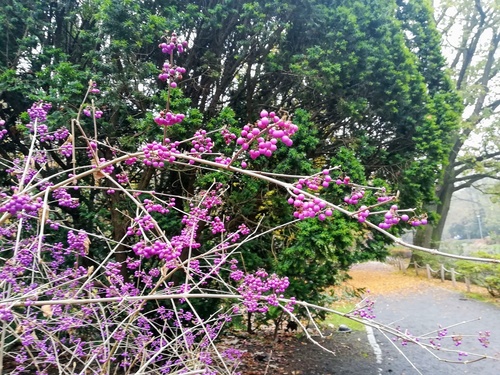 Pięknotka Bodniera  (Callicarpa bodinieri) – krzew o pięknych fioletowych owocach 