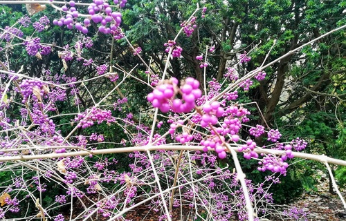 Pięknotka Bodniera  (Callicarpa bodinieri) – krzew o pięknych fioletowych owocach 