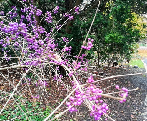 Pięknotka Bodniera  (Callicarpa bodinieri) – krzew o pięknych fioletowych owocach 