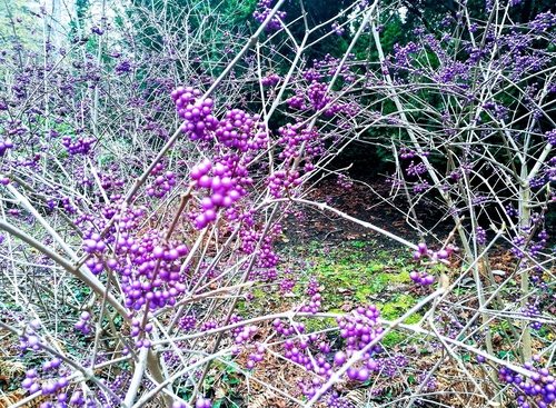 Pięknotka Bodniera  (Callicarpa bodinieri) – krzew o pięknych fioletowych owocach 