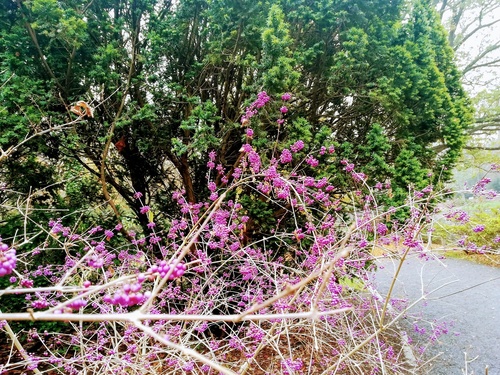 Pięknotka Bodniera  (Callicarpa bodinieri) – krzew o pięknych fioletowych owocach 