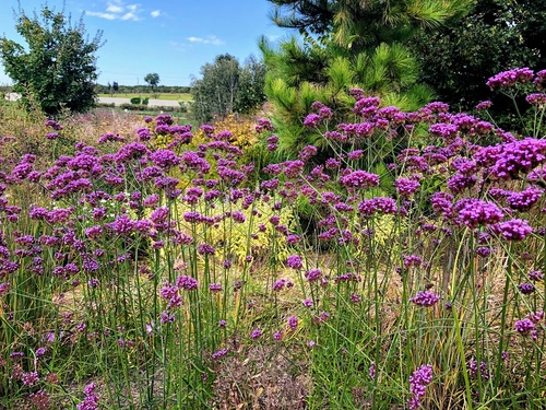 Werbena patagońska Verbena bonariensis (syn. Verbena patagonica)