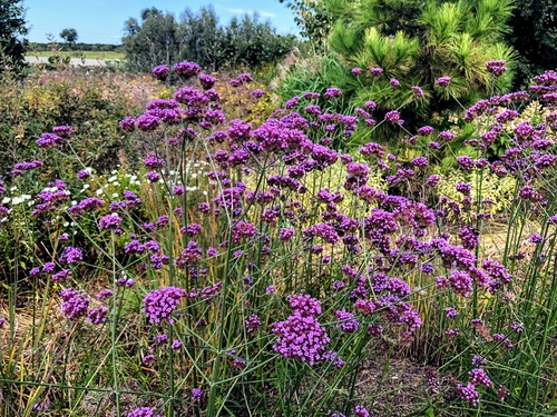 Werbena patagońska Verbena bonariensis (syn. Verbena patagonica)