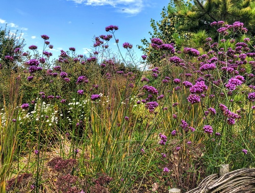 Werbena patagońska Verbena bonariensis (syn. Verbena patagonica)