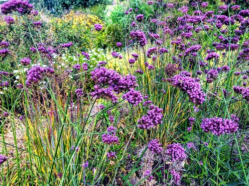 Werbena patagońska Verbena bonariensis (syn. Verbena patagonica)