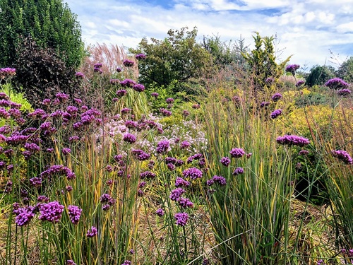 Werbena patagońska Verbena bonariensis (syn. Verbena patagonica)