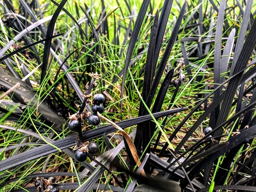 konwalnik płaski (wężobród płaski) Ophiopogon planiscpus