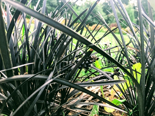 konwalnik płaski (wężobród płaski) Ophiopogon planiscpus