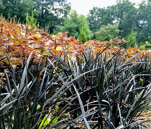 konwalnik płaski (wężobród płaski) Ophiopogon planiscpus