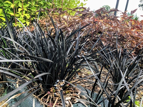 konwalnik płaski (wężobród płaski) Ophiopogon planiscpus