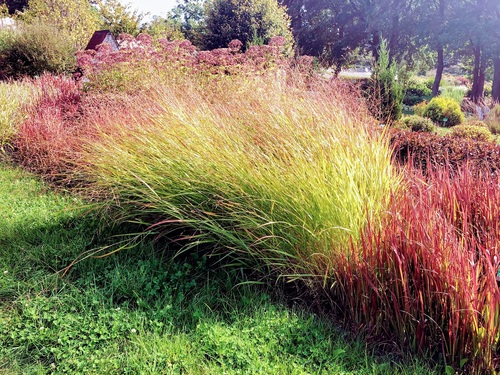 Imperata cylindryczna 'Red Baron' Imperata cylindrica