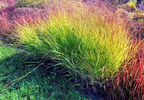 Imperata cylindryczna 'Red Baron' Imperata cylindrica