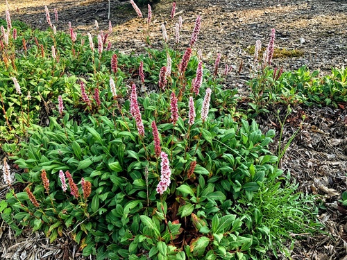 Rdest pokrewny Polygonum affine 